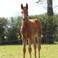 Foal 1