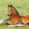 Foal 3